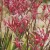 kangaroo paw onlineplants